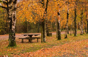 Annalee Lodge - Local Attractions and Activities